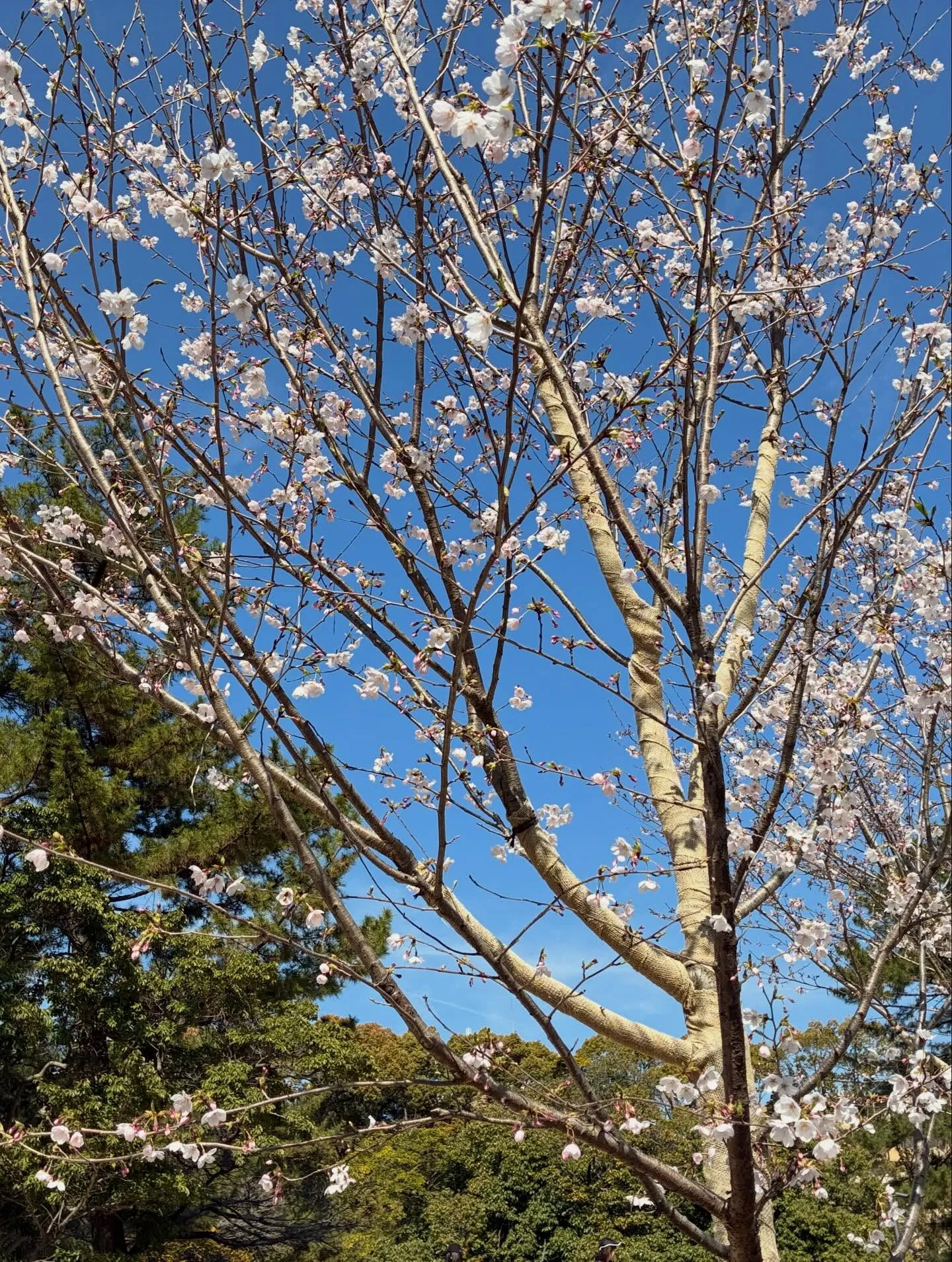 ティアランドの外壁塗装工事が終わりました🆕